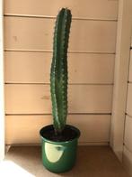 3 stuks cactussen, Ophalen, Overige soorten, In pot, Minder dan 100 cm