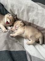 Schattige Britse Korthaar Kittens Golden Schoonheden, Dieren en Toebehoren, Katten en Kittens | Raskatten | Korthaar, Meerdere dieren