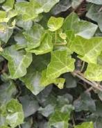 Hedera hibernica. Klimop, Tuin en Terras, Ophalen of Verzenden