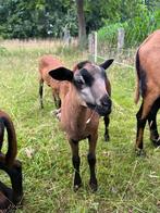 Lammeren, ooitjes, Barbados black belly, Dieren en Toebehoren, Schapen, Geiten en Varkens, Meerdere dieren, Schaap, 0 tot 2 jaar