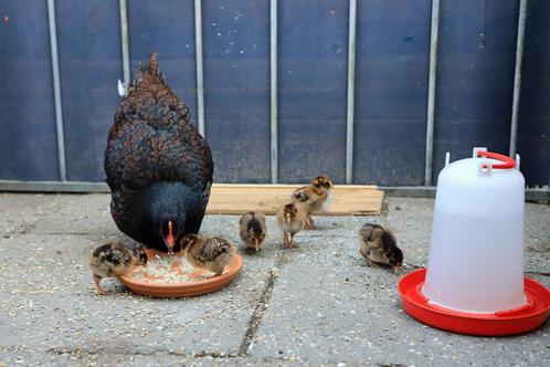Barnevelder kuikens Dubbelgezoomd Goud, Dieren en Toebehoren, Pluimvee, Kip, Meerdere dieren