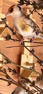 Majoor putter bond, Dieren en Toebehoren, Vogels | Overige Vogels