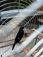 Twatwa brashong kiauw slag, Dieren en Toebehoren, Vogels | Overige Vogels, Mannelijk, Tropenvogel, Geringd