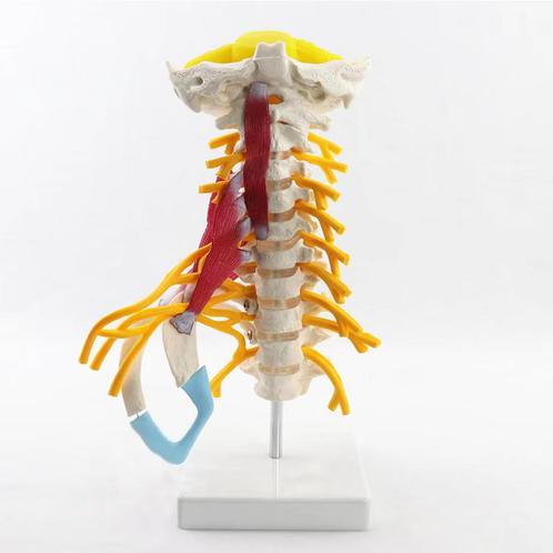 Halswervels Menselijk Anatomie Model / Cervicale Wervelkolom, Diversen, Schoolbenodigdheden, Nieuw, Verzenden