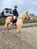 Super leuke haflinger merrie, Dieren en Toebehoren, Pony's, Merrie, 3 tot 6 jaar, Onbeleerd, Recreatiepony