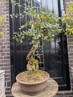 Kurk eik Bonsai 75cm, Tuin en Terras, Ophalen, Bloeit niet, Halfschaduw, Overige soorten