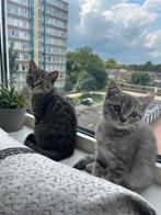 Kort britshaar kittens, Dieren en Toebehoren, Katten en Kittens | Raskatten | Korthaar, Meerdere dieren