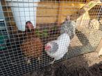 Wyandotte kriel, Dieren en Toebehoren, Pluimvee, Vrouwelijk, Kip