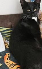 Kittens, Dieren en Toebehoren