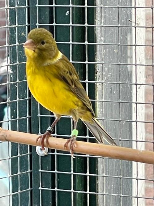 Kanaries, Dieren en Toebehoren, Vogels | Kanaries, Kleurkanarie, Mannelijk
