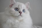 British Longhair Lilac Point, Meerdere dieren, Gechipt, 0 tot 2 jaar