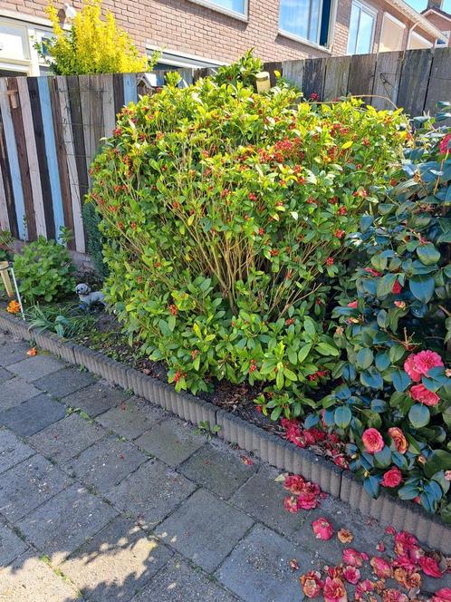 Gratis afhalen, grote struik met rode bessen., Tuin en Terras, Planten | Struiken en Hagen, Overige soorten, Ophalen