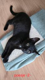 Zwart kittens, Dieren en Toebehoren, Katten en Kittens | Overige Katten