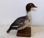 APARTE opgezette brilduiker EEND / Taxidermie eenden opgezet, Ophalen of Verzenden, Vogel, Opgezet dier