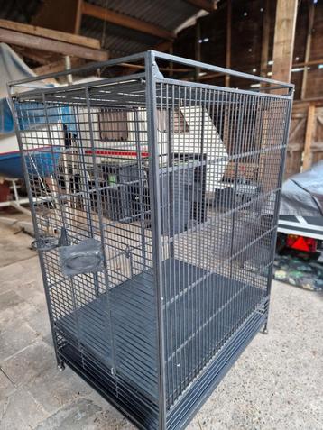 Papegaaikooi beschikbaar voor biedingen