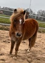 Grote shetlander merrie 1,10, A pony (tot 1.17m), 3 tot 6 jaar, Onbeleerd, Merrie