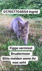 Figgo kater vermist, Dieren en Toebehoren, Vermiste en Gevonden Dieren