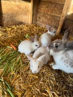 Konijntjes, Geslacht onbekend, Middelgroot, 0 tot 2 jaar