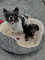 Honden oppas gezocht, Pension of Dagopvang