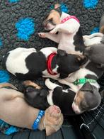 Jack Russel puppys mooie kleuren, Jack Russell Terriër, CDV (hondenziekte), 8 tot 15 weken, Meerdere