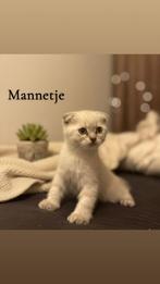 Super Lieve & Gezonde Britse Korthaar Kittens, Dieren en Toebehoren, Katten en Kittens | Raskatten | Korthaar, Meerdere dieren