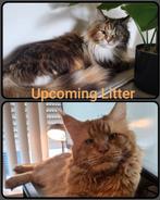 Upcoming litters maine coon met stamboom, Dieren en Toebehoren, Poes, Gechipt, 0 tot 2 jaar