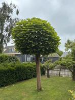 Mooi volgroeide Catalpa, Tuin en Terras, Ophalen, Volle zon, Overige soorten