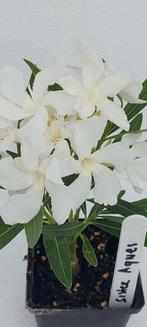 Oleander Planten uit eigen kwekerij., Minder dan 100 cm, Zomer, Volle zon, In pot