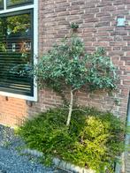 Hulst, Tuin en Terras, Planten | Bomen, Herfst, Halfschaduw, 100 tot 250 cm, Overige soorten