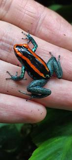 Phyllobates vittatus, prachtige kleuren, Dieren en Toebehoren, Reptielen en Amfibieën, Amfibie