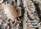 Porcellio nicklesi 'Orange', Dieren en Toebehoren, Insecten en Spinnen, Overige soorten