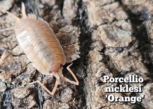 Porcellio nicklesi 'Orange', Dieren en Toebehoren, Insecten en Spinnen, Overige soorten