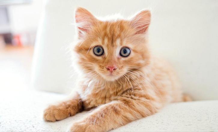 Katten Oppas AANGEBODEN Privé, Dieren en Toebehoren, Kattenmanden, Zo goed als nieuw, Ophalen of Verzenden