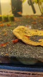 Vuurgarnalen, Dieren en Toebehoren, Vissen | Aquariumvissen, Kreeft, Krab of Garnaal