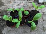 Courgette plantjes groen - bol courgette en normaal, Tuin en Terras, Planten | Tuinplanten, Ophalen, Zomer, Groenteplanten