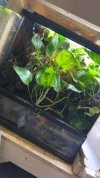 Terrarium 60x45x60, Dieren en Toebehoren, Reptielen en Amfibieën | Toebehoren, Ophalen, Zo goed als nieuw