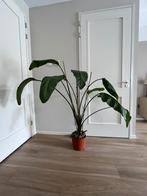 Strelitzia Nicolai 140cm 🌱, Ophalen, 100 tot 150 cm, Overige soorten, Halfschaduw