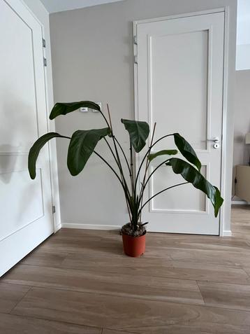 Strelitzia Nicolai 140cm 🌱 beschikbaar voor biedingen