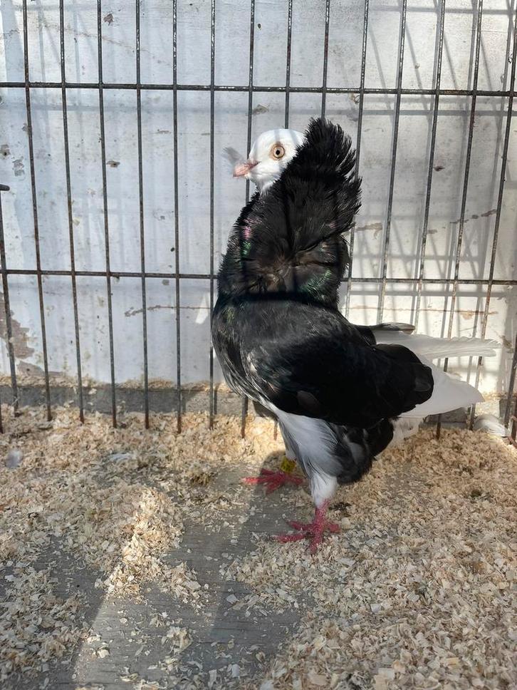 Oud-Hollandse kapucijn, Dieren en Toebehoren, Vogels | Duiven, Overige soorten, Meerdere dieren