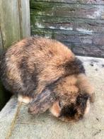 jonge Nederlandse hangoordwerg te koop, Dieren en Toebehoren, Konijnen, Mannelijk, Dwerg, Hangoor, 0 tot 2 jaar