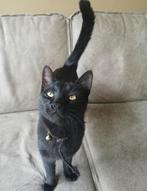 Dieren oppas/uitlater aangeboden, Ophalen of Verzenden