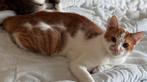 2 kittens (25 weken), Dieren en Toebehoren, Katten en Kittens | Dekkaters, 0 tot 2 jaar