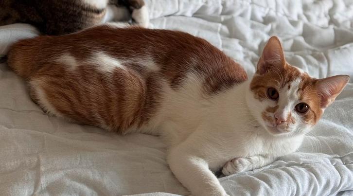 2 kittens (25 weken), Dieren en Toebehoren, Katten en Kittens | Dekkaters, 0 tot 2 jaar