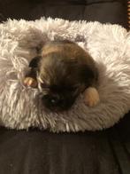 Peek a pom pups, Dieren en Toebehoren, Honden | Chihuahua's en Gezelschapshonden, Overige rassen, 8 tot 15 weken, Meerdere, Meerdere dieren