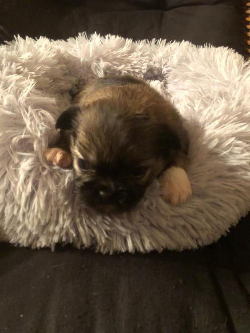 Peek a pom pups, Dieren en Toebehoren, Honden | Chihuahua's en Gezelschapshonden, Meerdere dieren, Overige rassen, Particulier