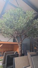 Nep Olijfboom 400cm x 400cm net echt, mooi voor showroom, Ophalen of Verzenden, Nieuw, Binnen