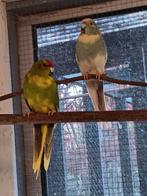Kweekkoppel kakarikie, Dieren en Toebehoren, Vogels | Parkieten en Papegaaien, Meerdere dieren, Parkiet