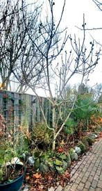 Prachtige Vijgenboom - Ficus Carica, Bloeit niet, Overige soorten, 100 tot 250 cm, Ophalen