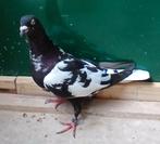 Afghaanse duif duivin .bieden na waarde, Dieren en Toebehoren, Vrouwelijk, Kropper