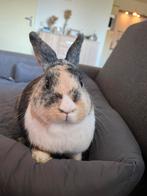 Rammetje konijn, Dieren en Toebehoren, Mannelijk